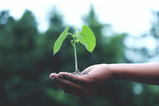 Plantje in een hand